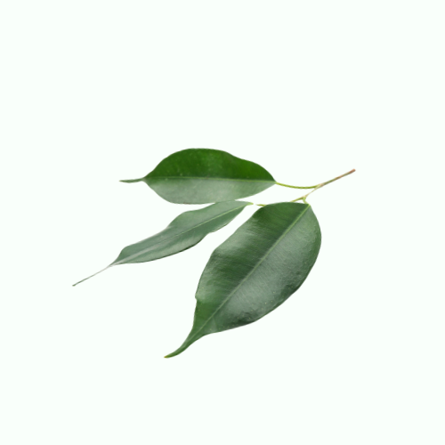 榕树