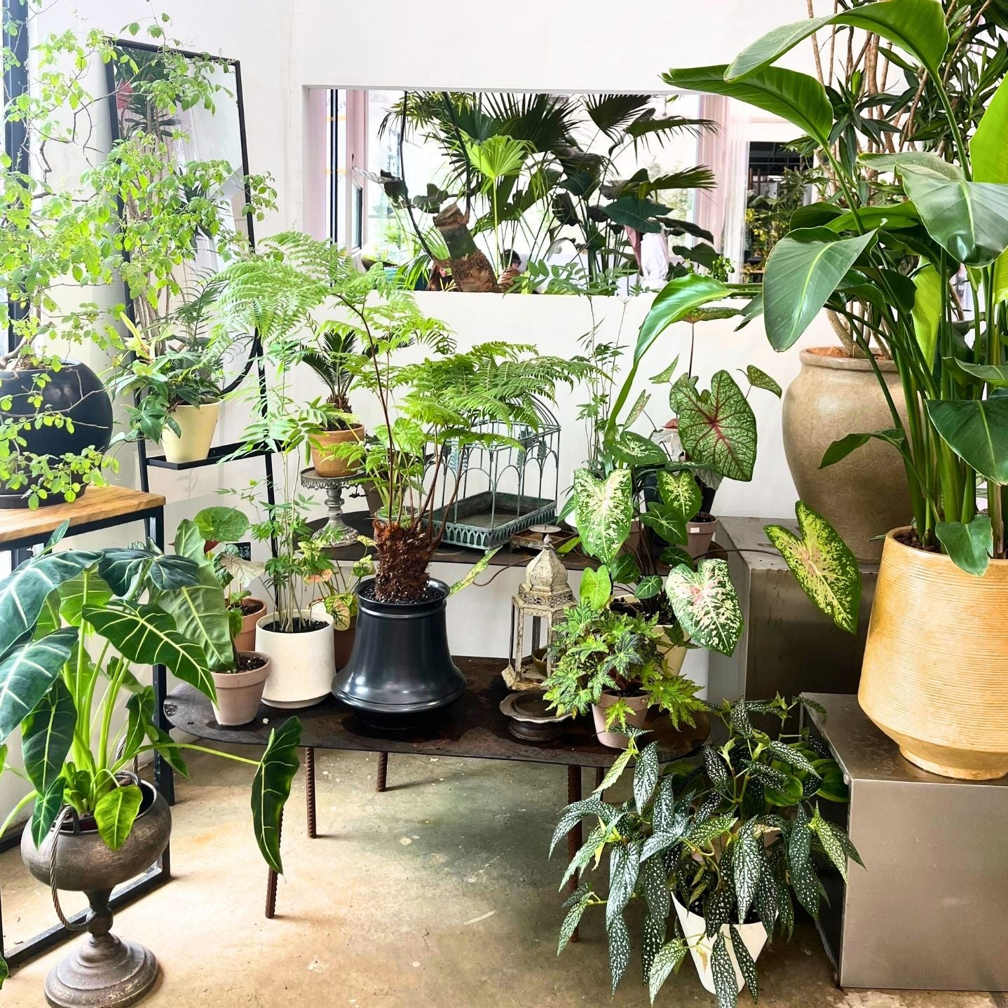 室内植物