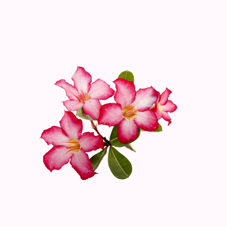 夹竹桃
