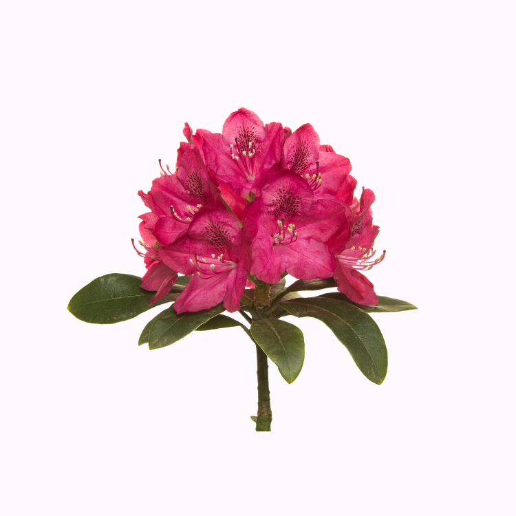 杜鹃花