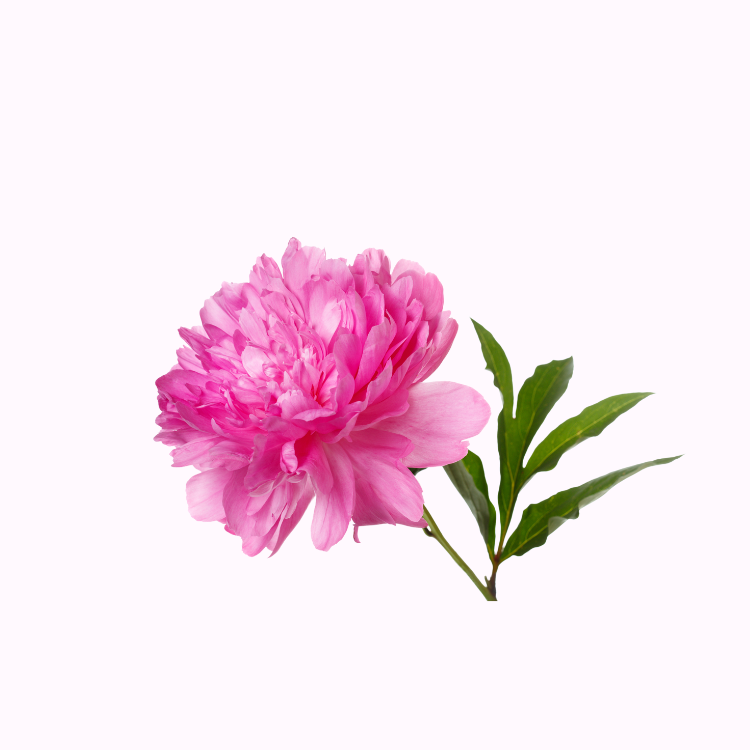 牡丹花