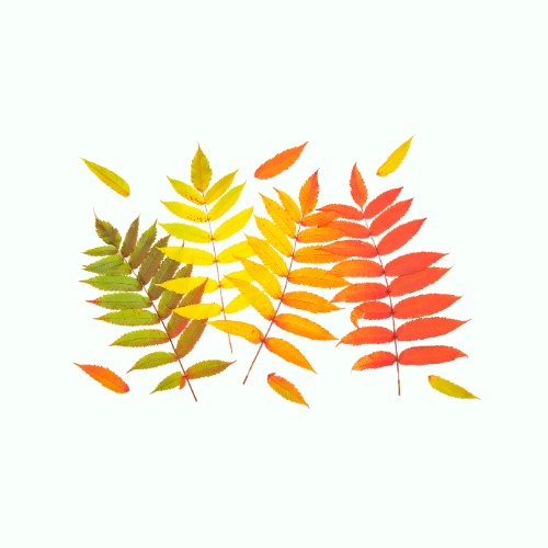 漆树