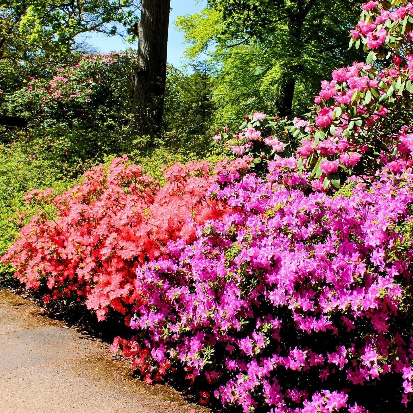 花树