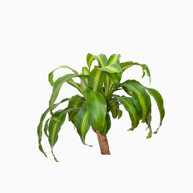 龙血树