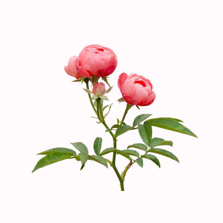 月季