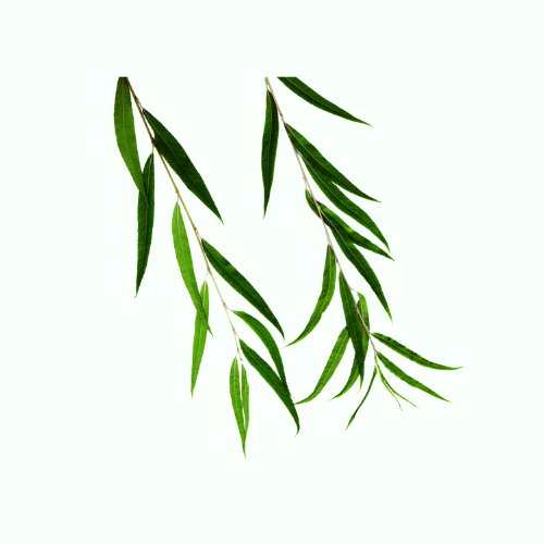 柳树
