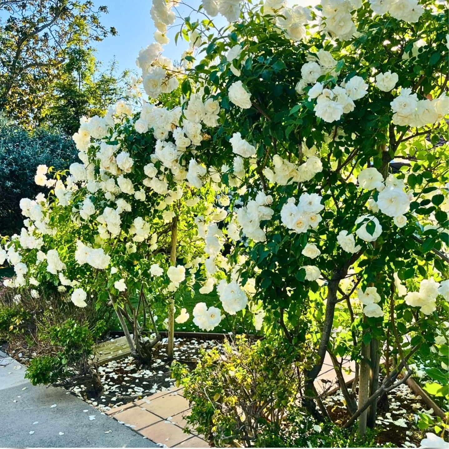 藤蔓花