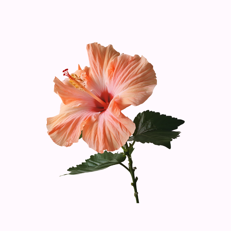 朱槿花