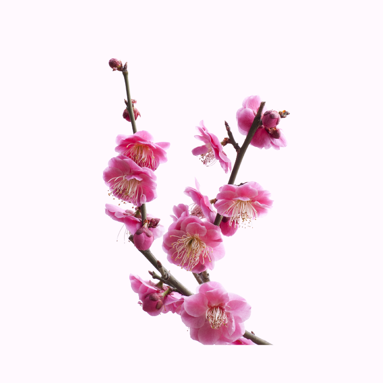 梅花