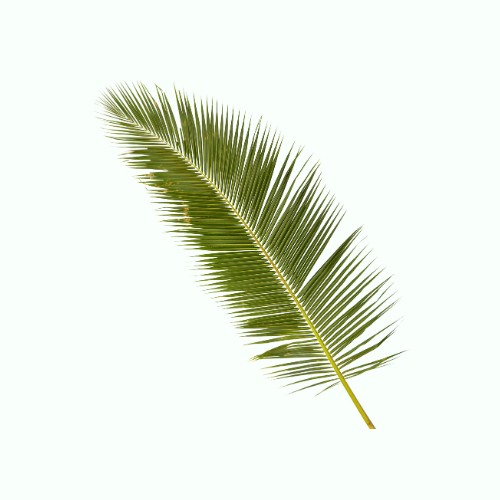 棕榈树