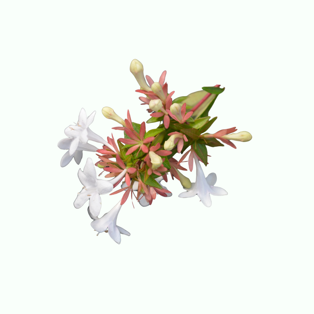 六道木