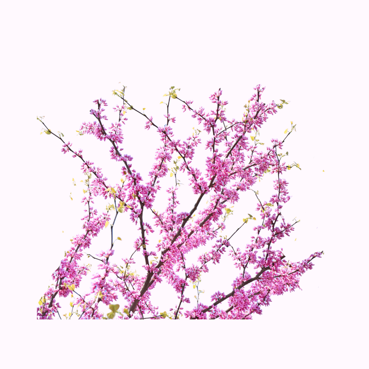 紫荆花
