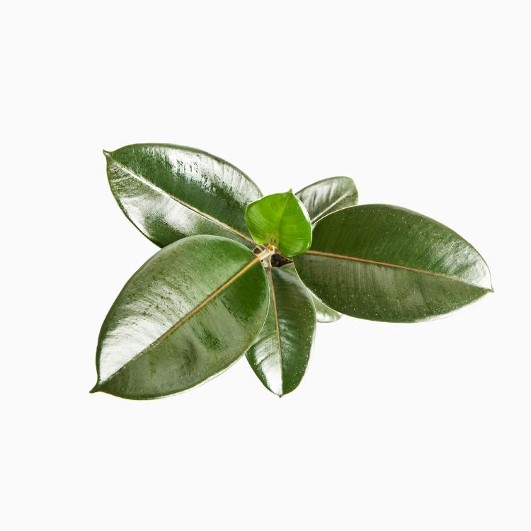 橡皮树