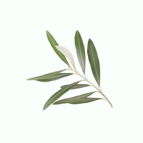 橄榄树