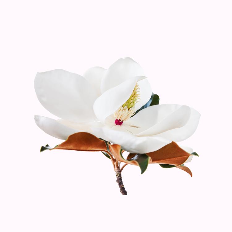 玉兰花