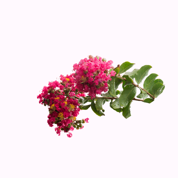 紫薇树