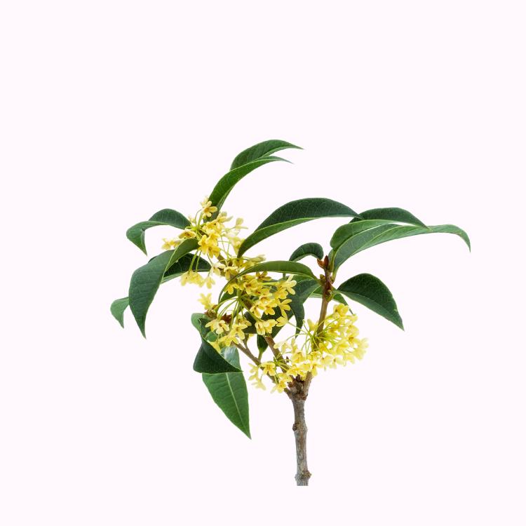 桂花树