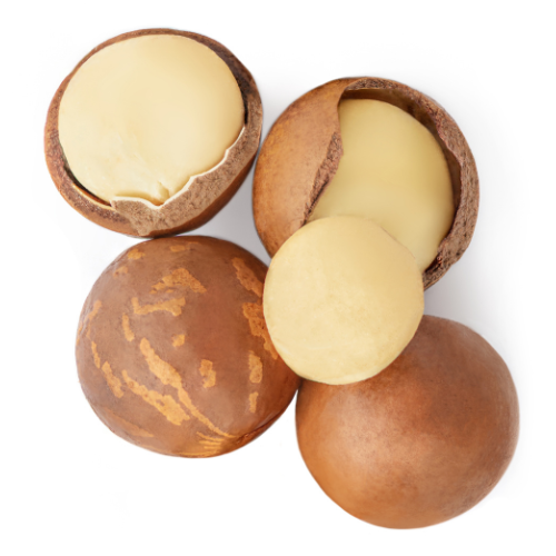 Macadamia