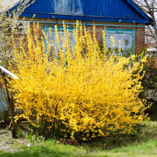 Magical® Gold Forsythia