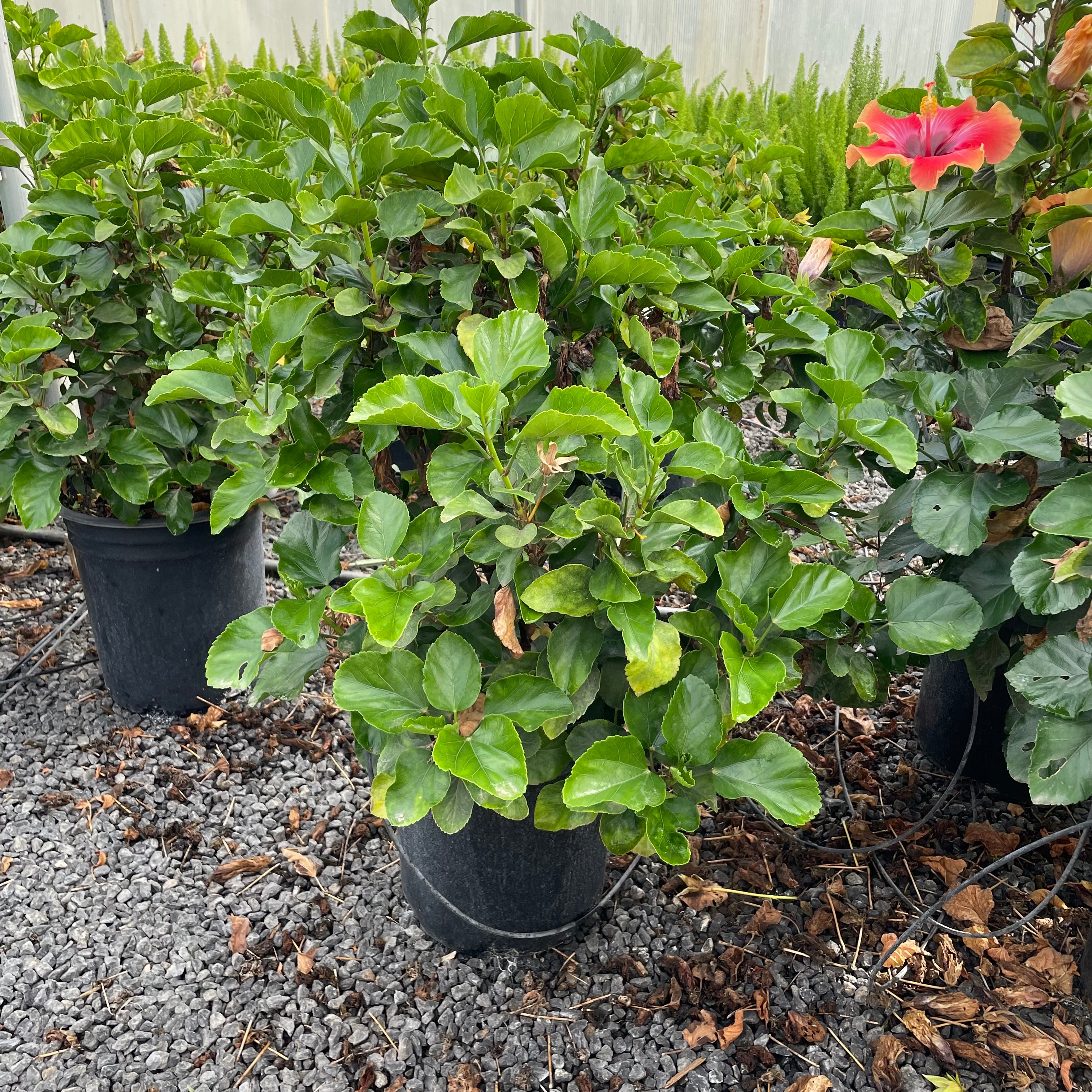 Santana Tropical Hibiscus