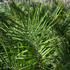 棕榈树-矮小枣椰树