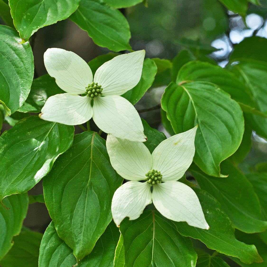 Mountain Moon Evergreen Dogwood
