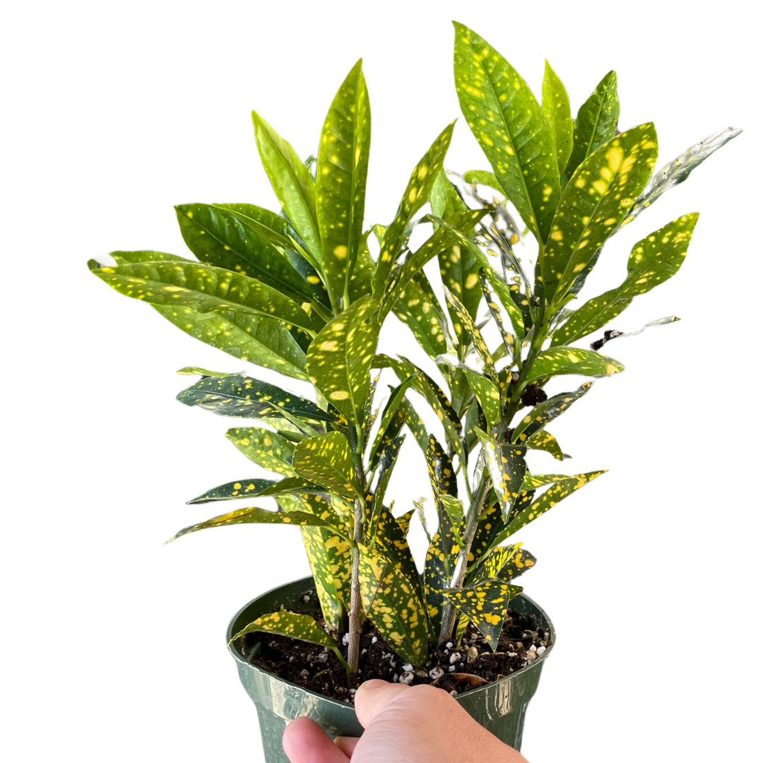 Gold Star Croton