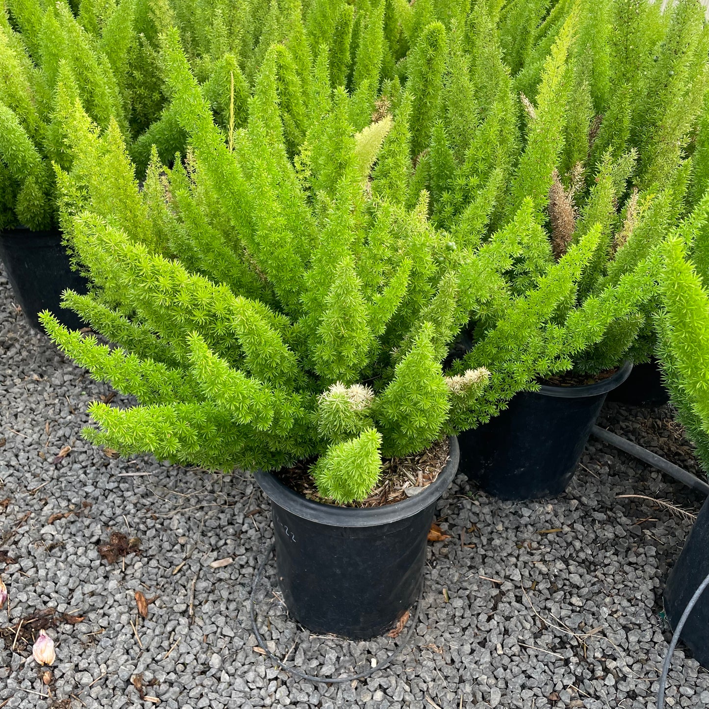 Myer's Asparagus Fern, Foxtail Fern