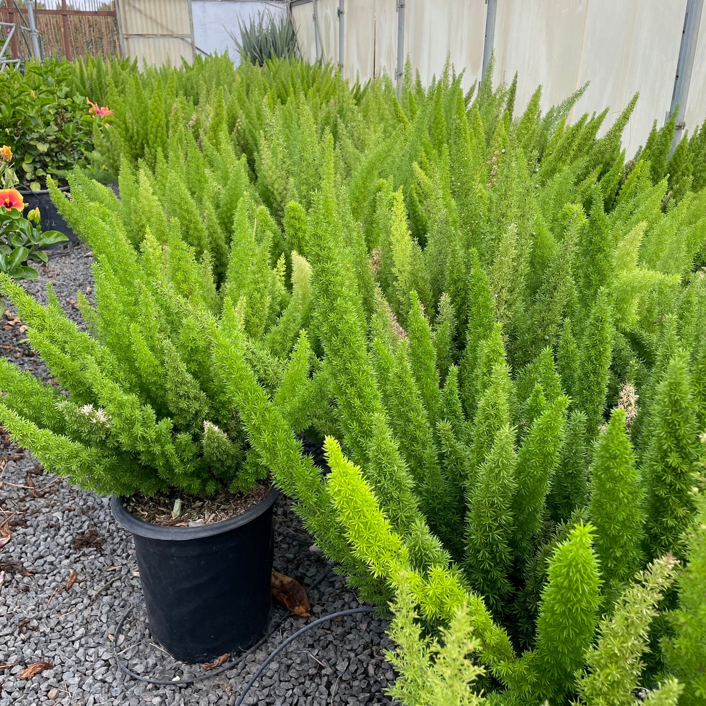 Myer's Asparagus Fern, Foxtail Fern