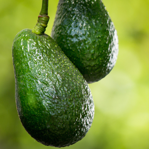 哈斯牛油果-A Hass Avocado