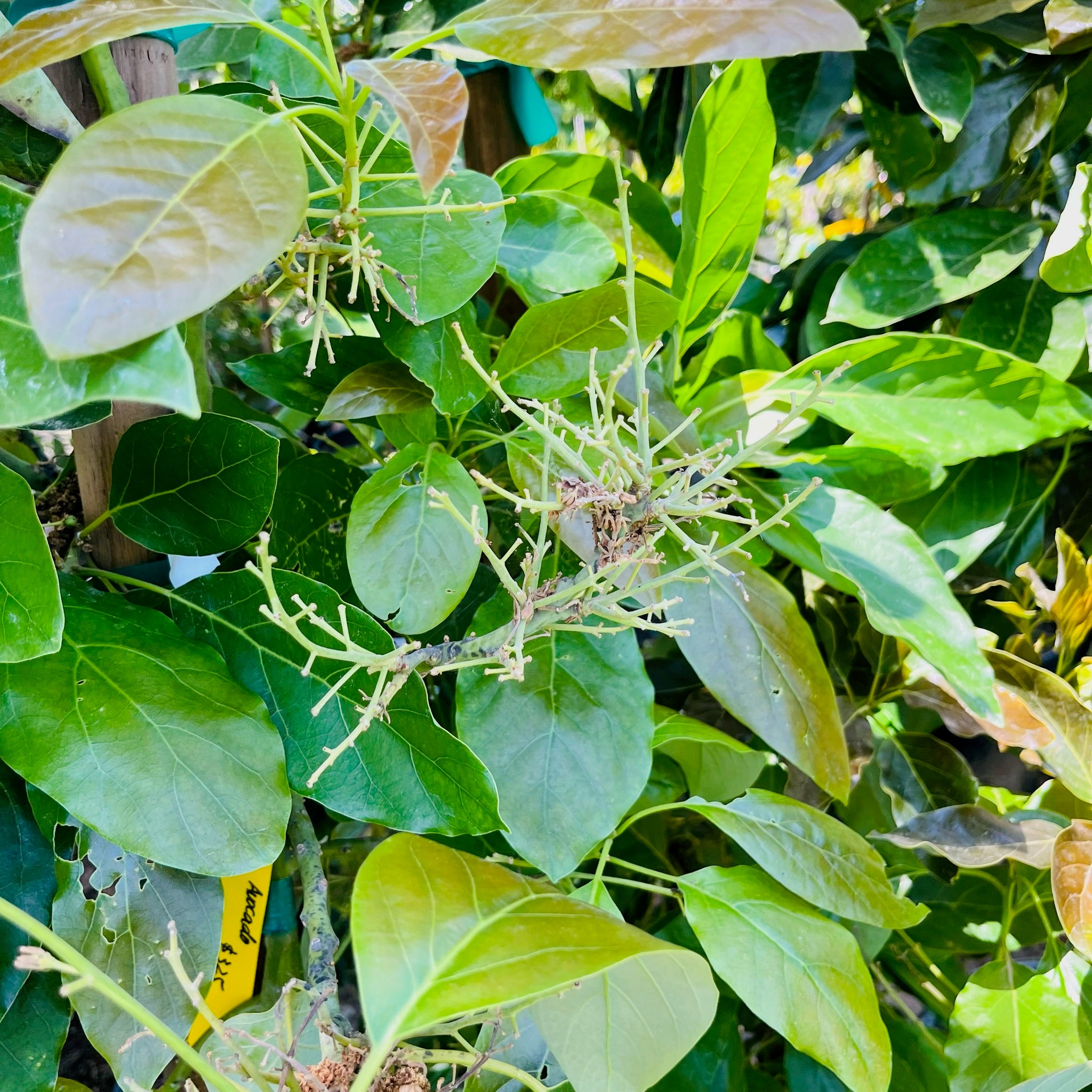 哈斯牛油果-A Hass Avocado