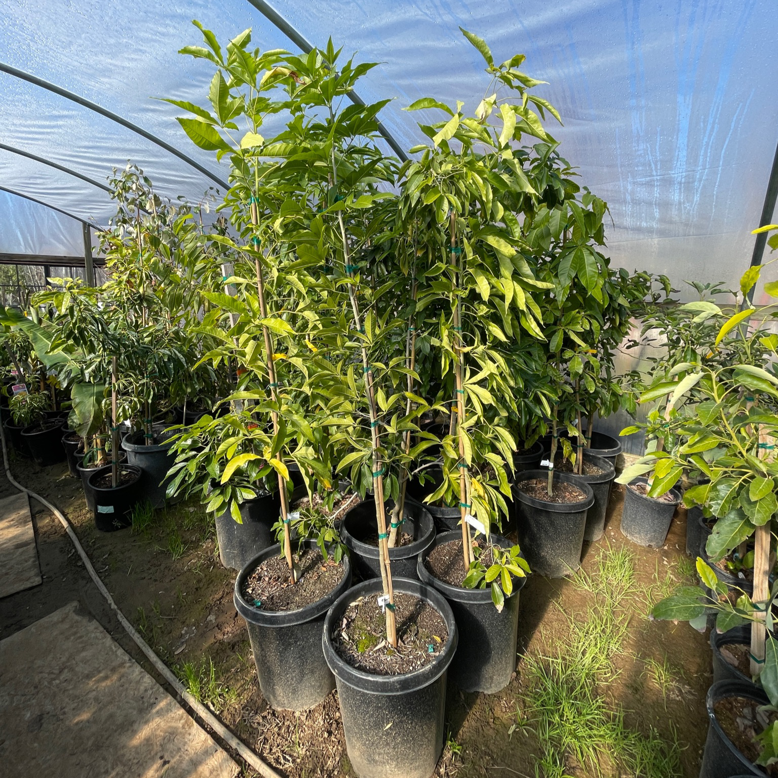 哈斯牛油果-A Hass Avocado