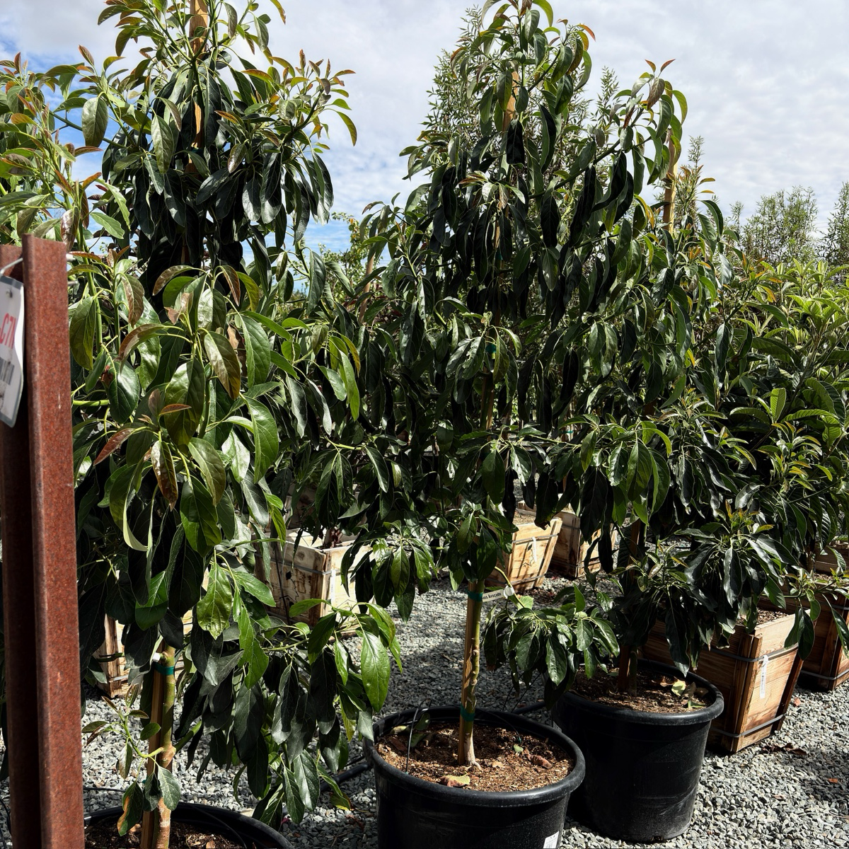 哈斯牛油果-A Hass Avocado