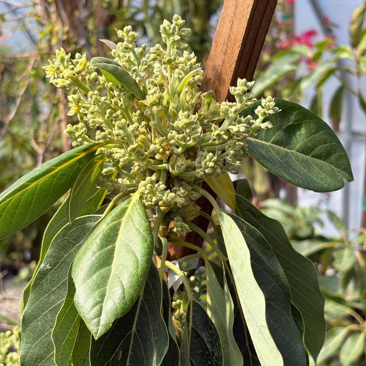 培根牛油果-B Bacon Avocado