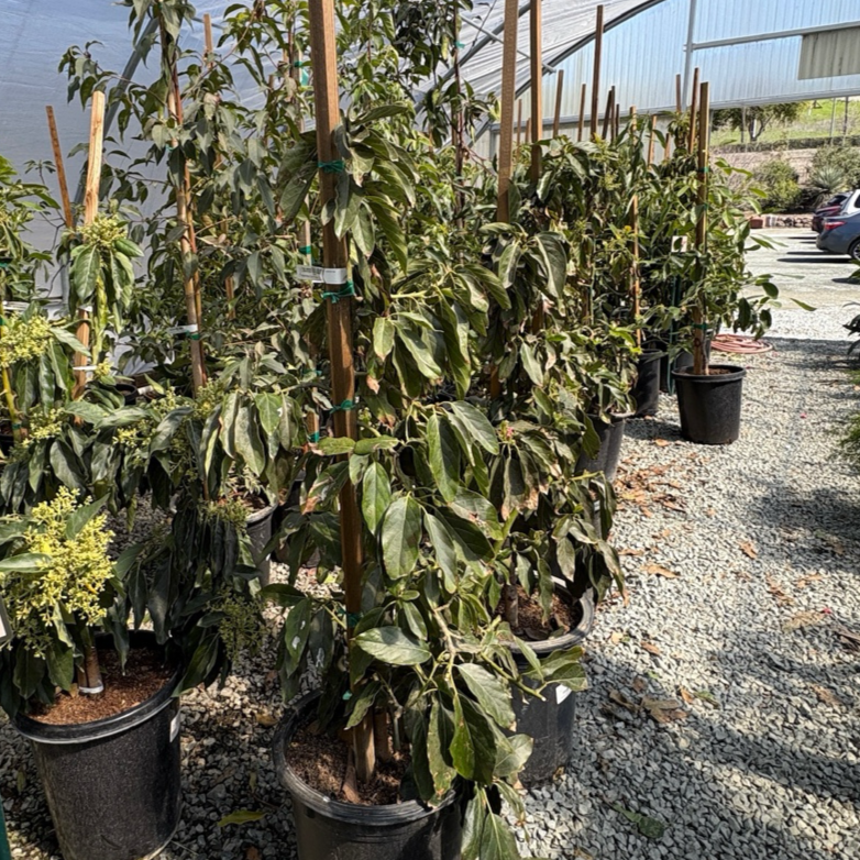 培根牛油果-B Bacon Avocado