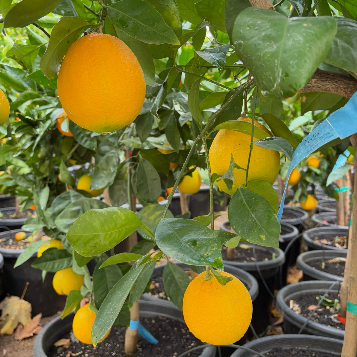 夏季脐橙 Barnfield Summer Navel Orange