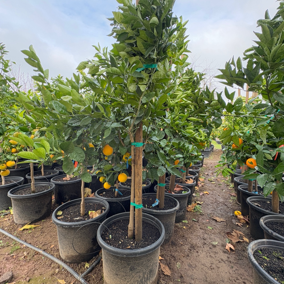 夏季脐橙 Barnfield Summer Navel Orange