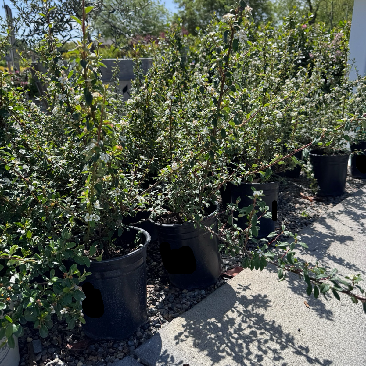 矮生栒子 Bearberry Cotoneaster