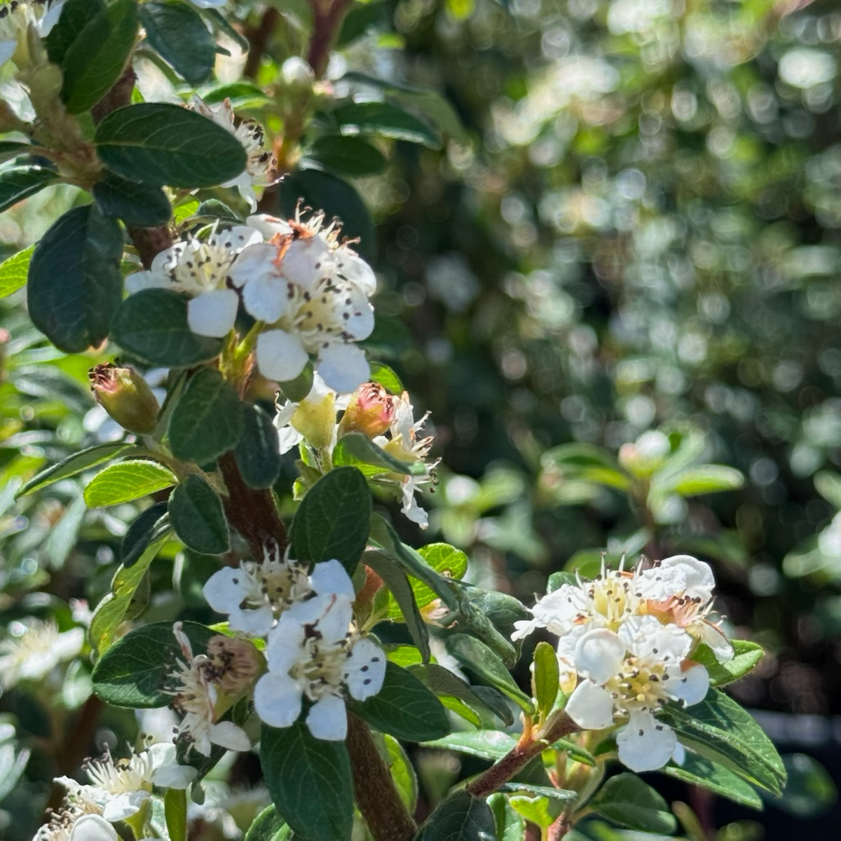 矮生栒子 Bearberry Cotoneaster