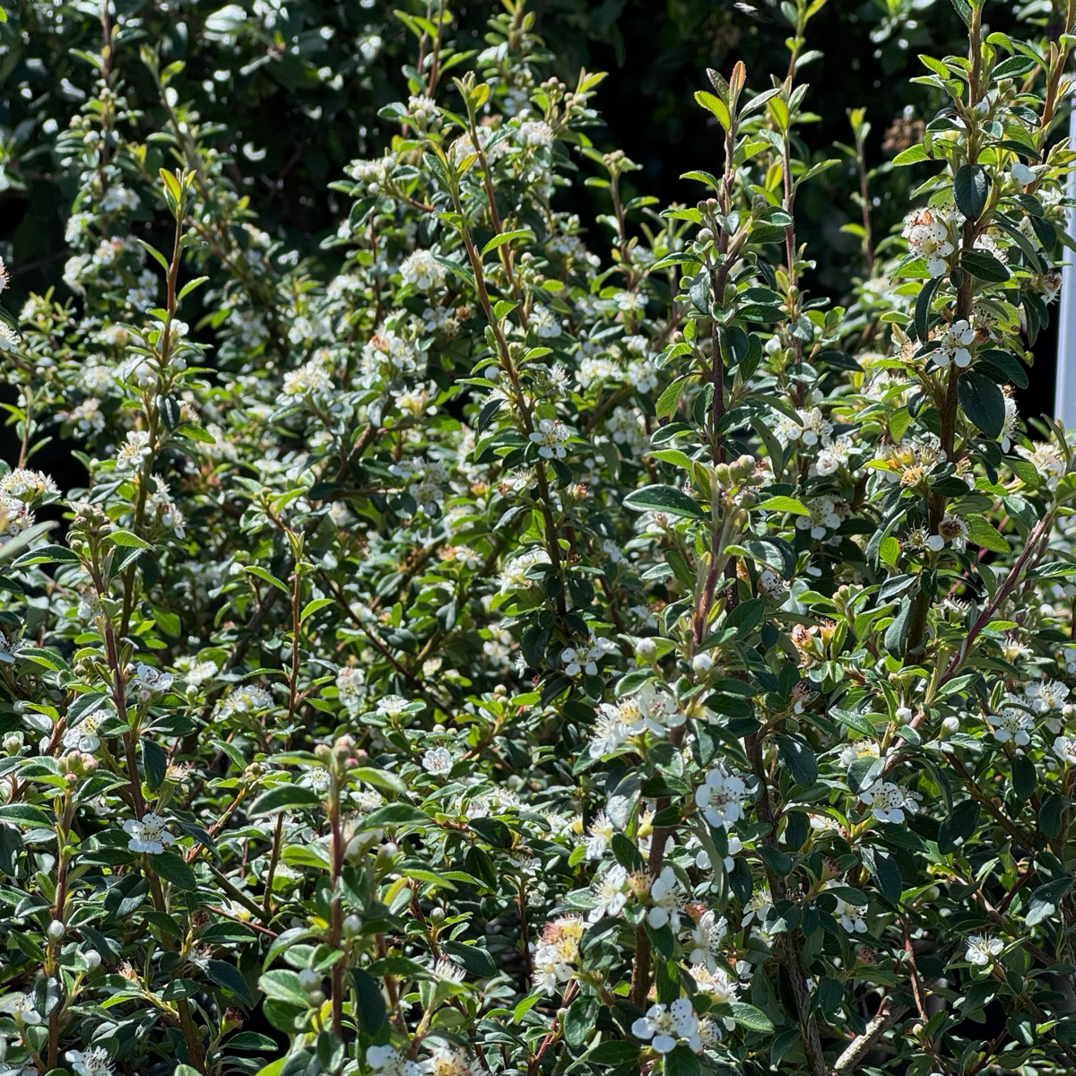 矮生栒子 Bearberry Cotoneaster