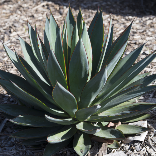 Agave 'Blue Glow'