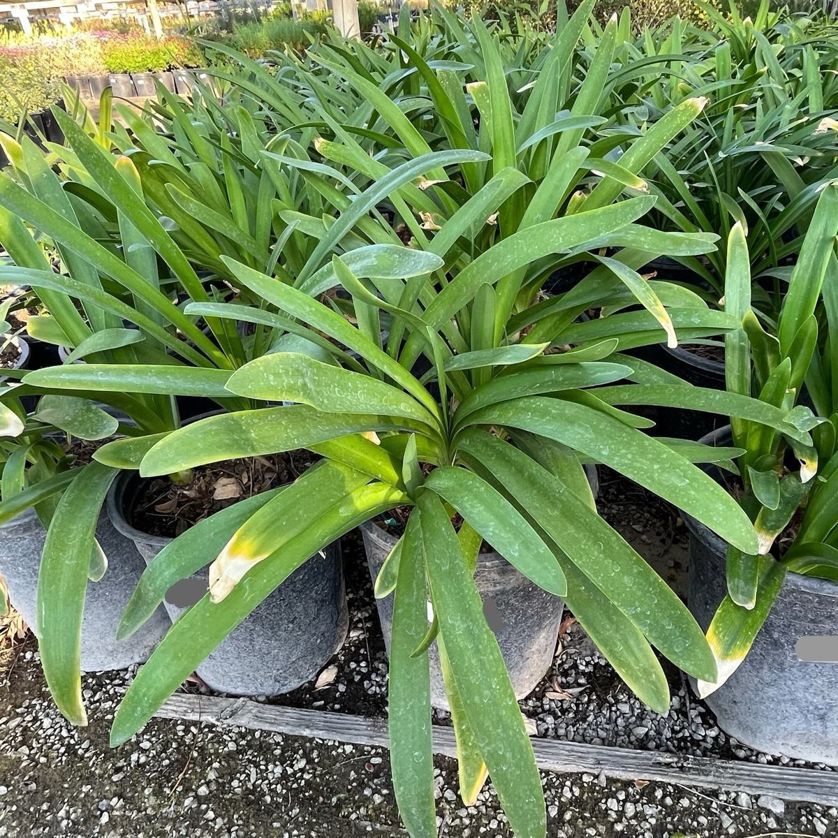 百子莲 Blue Lily of the Nile