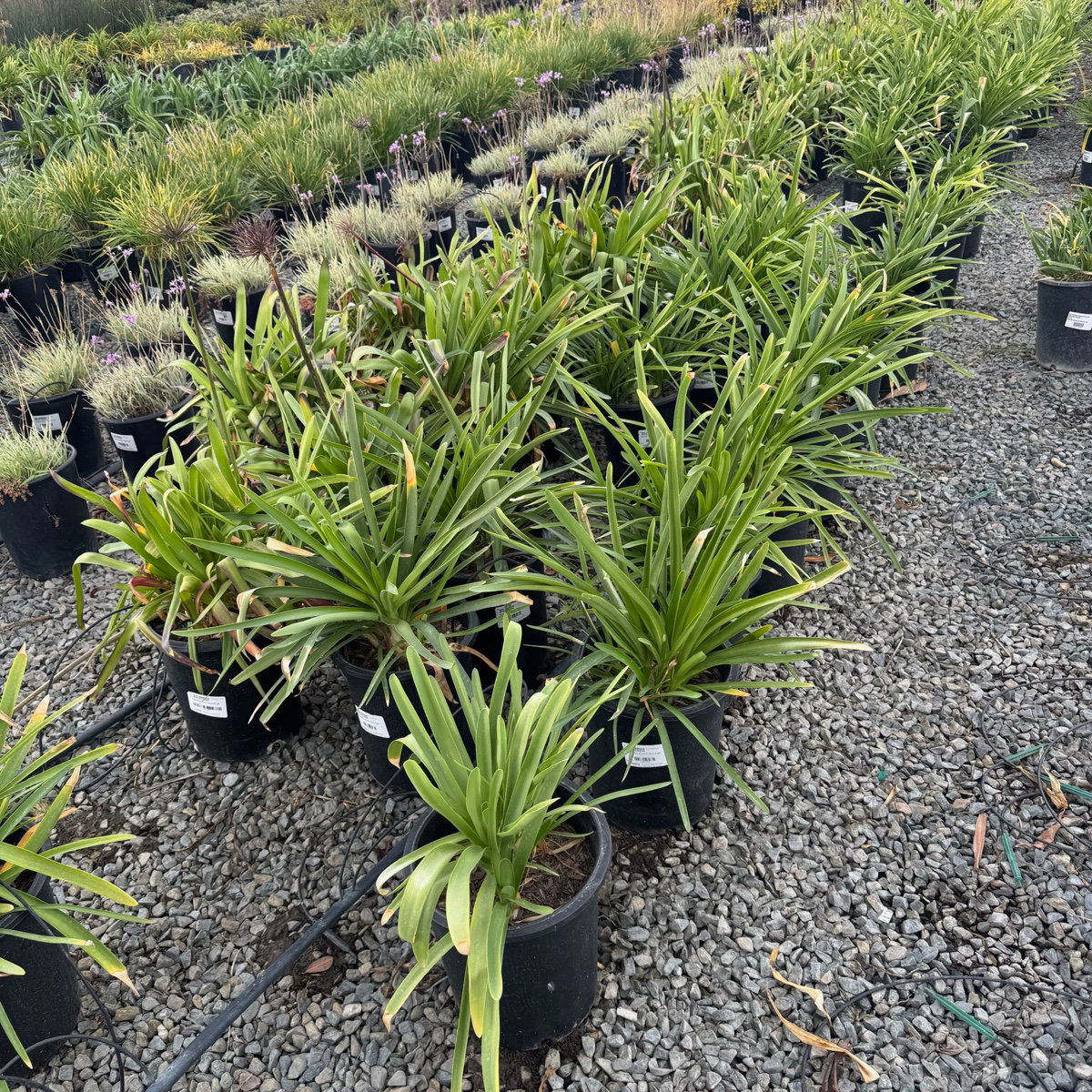 百子莲 Blue Lily of the Nile