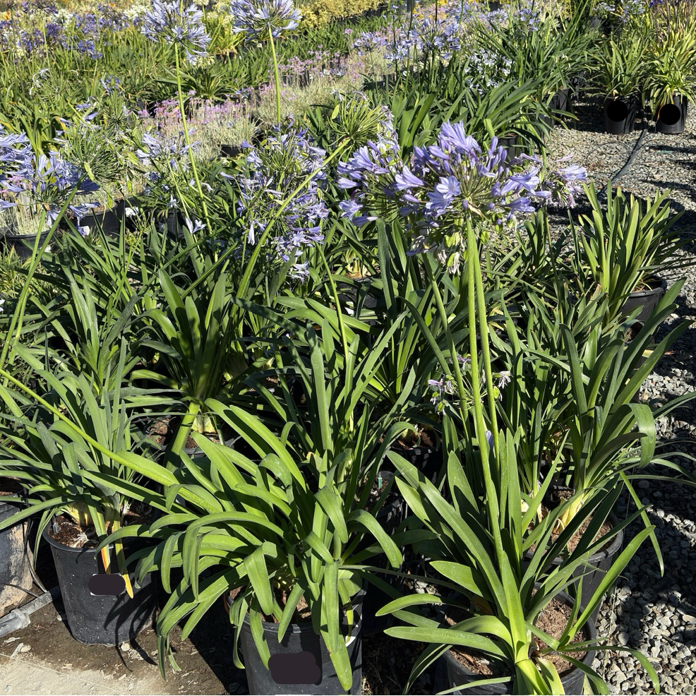 百子莲 Blue Lily of the Nile