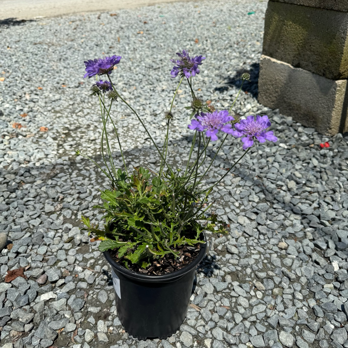 飞鸽蓝盆花 Butterfly Blue Pincushion Flower