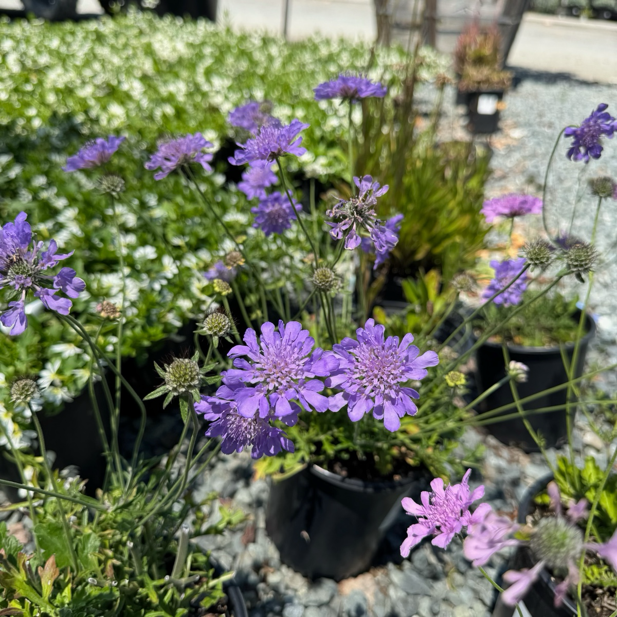 飞鸽蓝盆花 Butterfly Blue Pincushion Flower