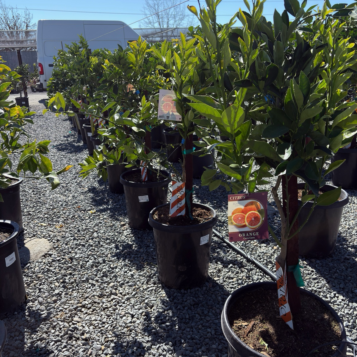 脐橙-卡拉红橙 Cara Cara Orange