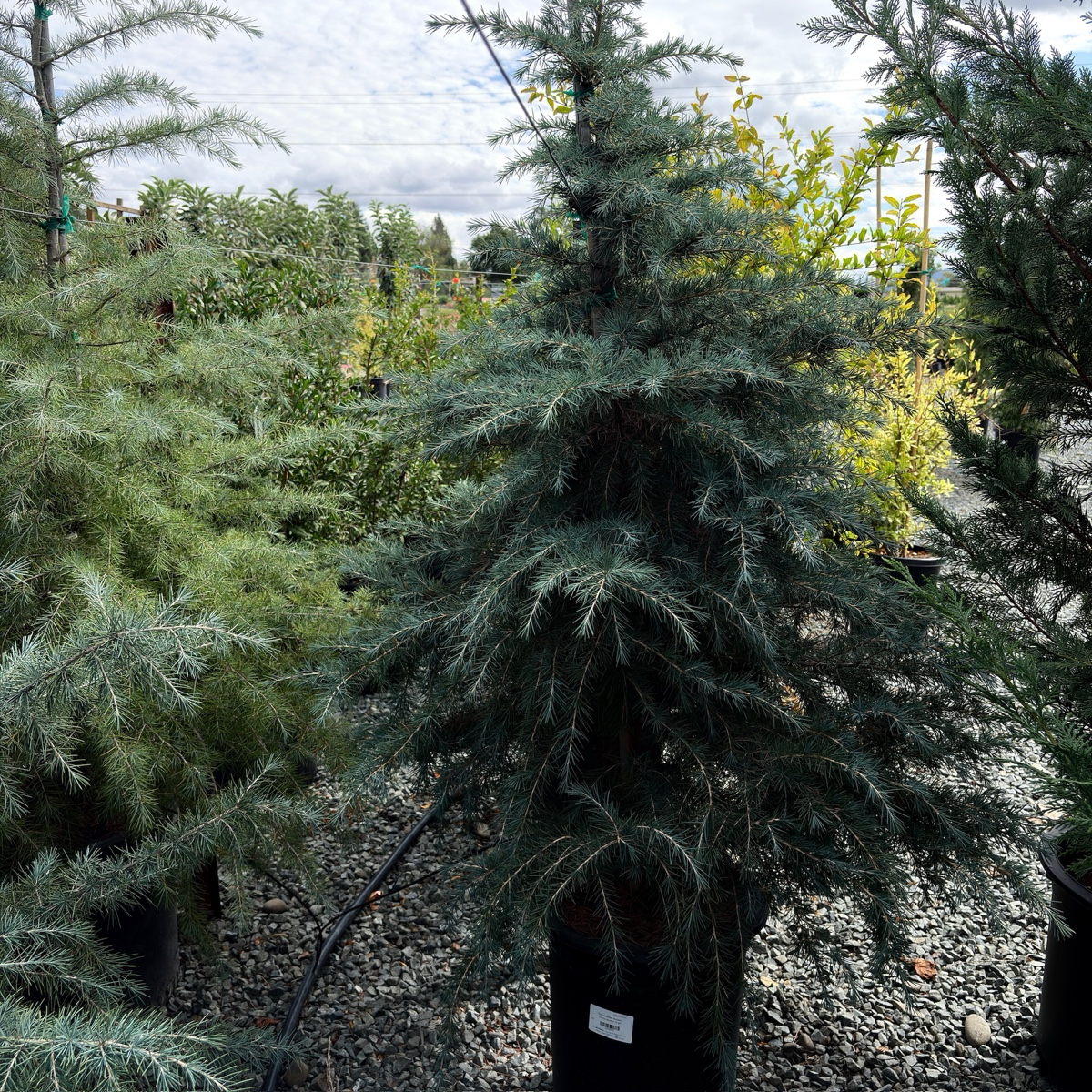 雪松 Cedar Deodar