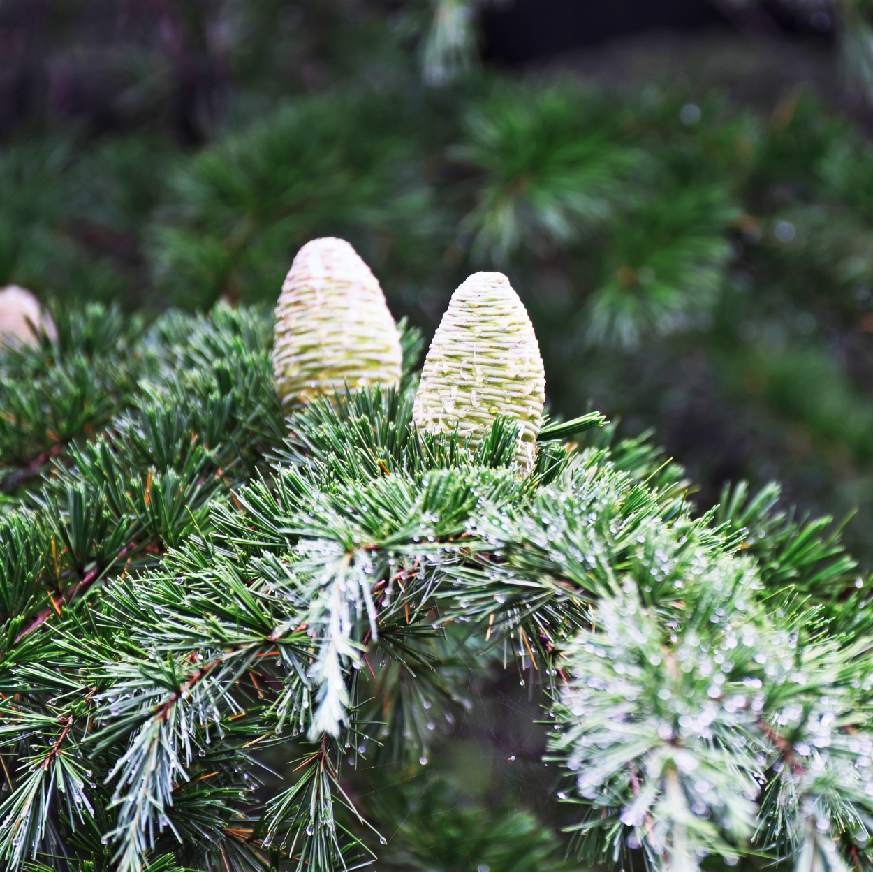 雪松 Cedar Deodar