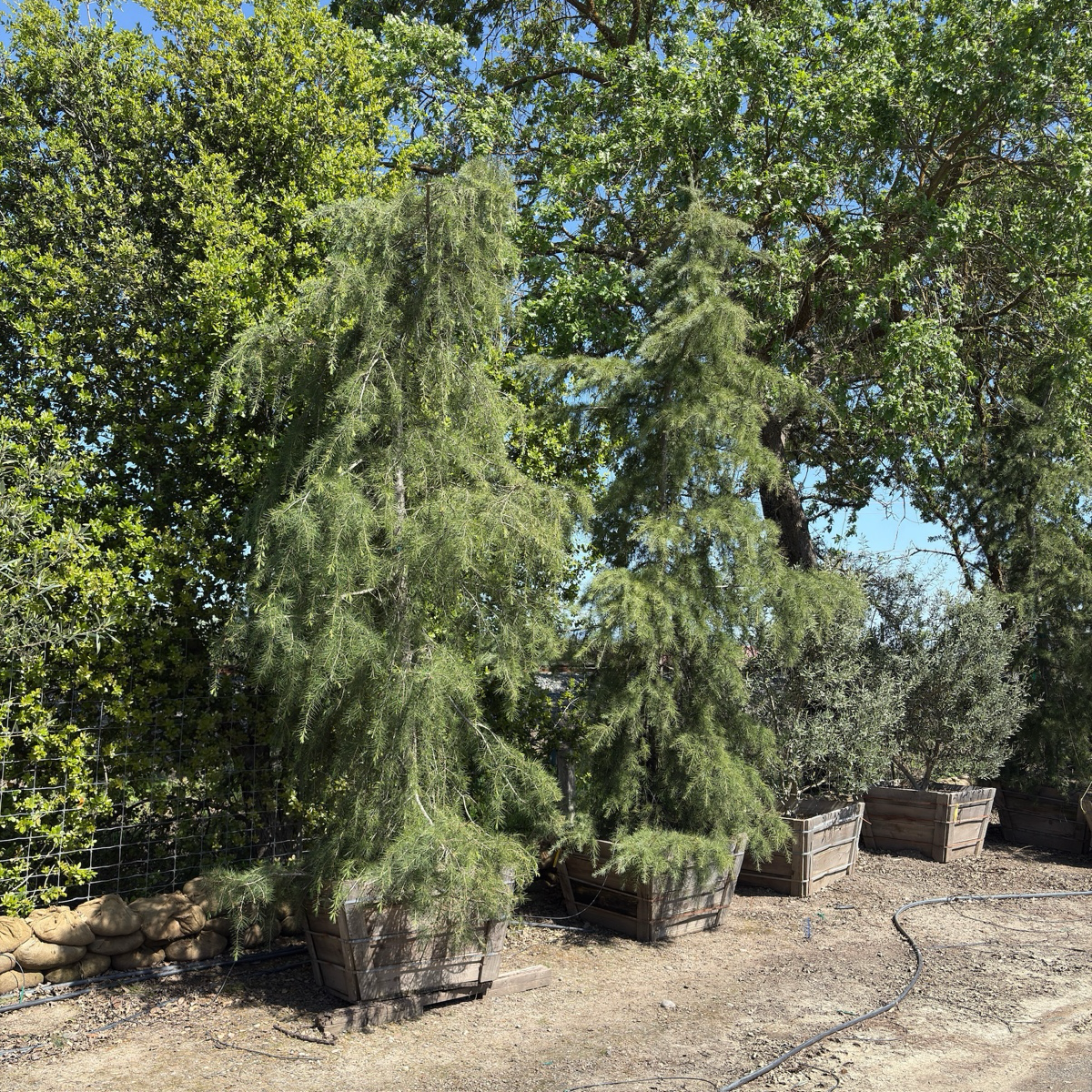 雪松 Cedar Deodar